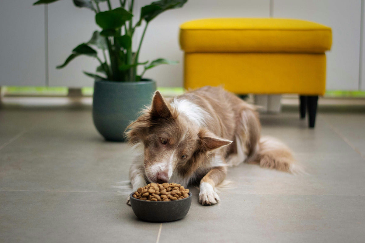 Zalmolie voor honden: Ontdek de kracht van Omega-3 voor gezondheid en vitaliteit
