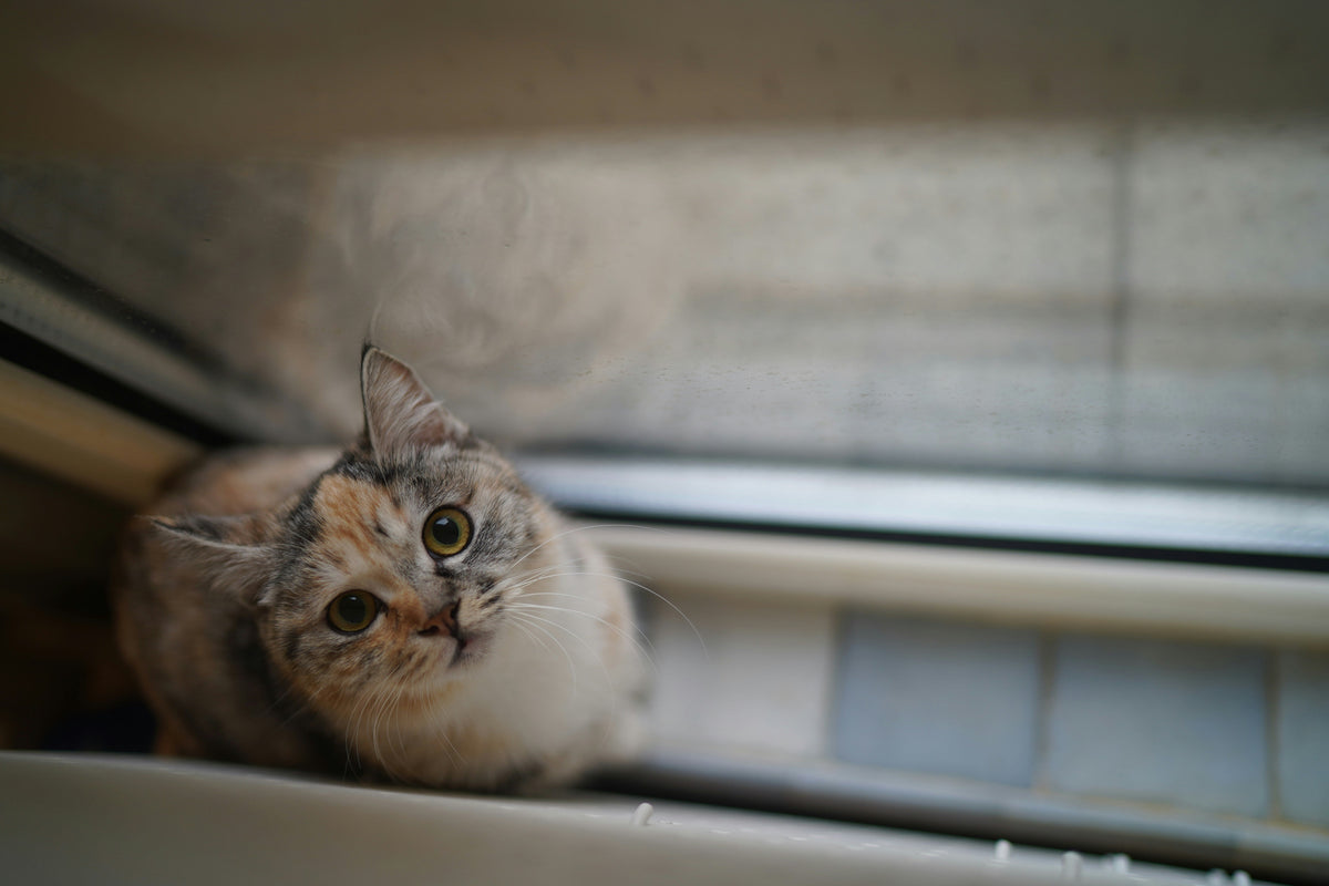 Kat die in huis plast en hoe je dit probleem oplost
