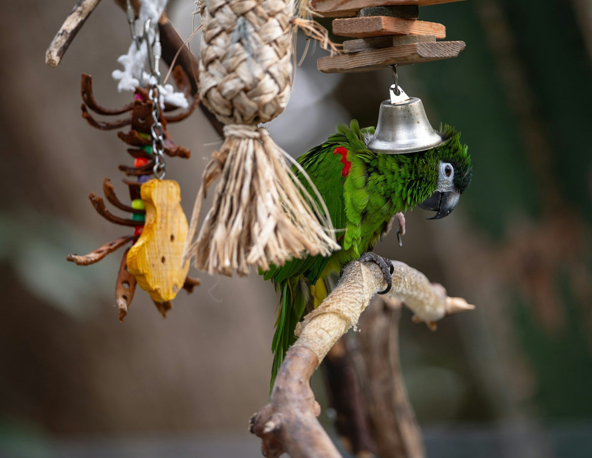 Vogels bezighouden: effectieve tips tegen verveling