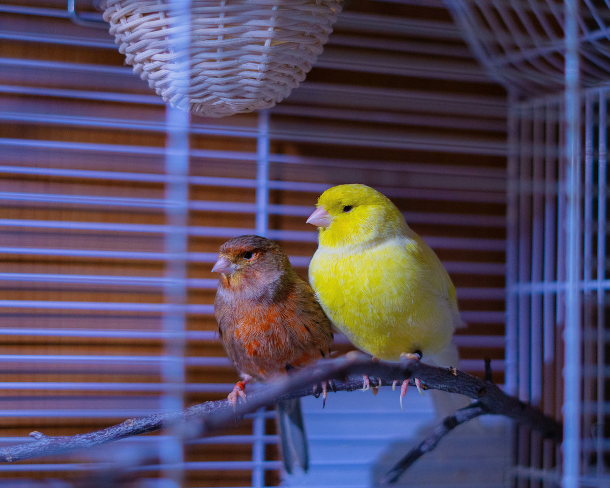 Waarom een Goede UV Lamp Essentieel is voor Vogels