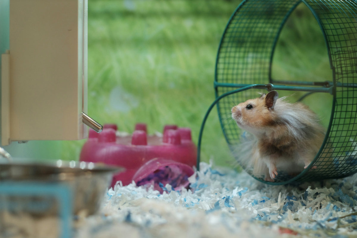 Je Konijn of Knaagdier Trainen: Samen een Spel van Maken