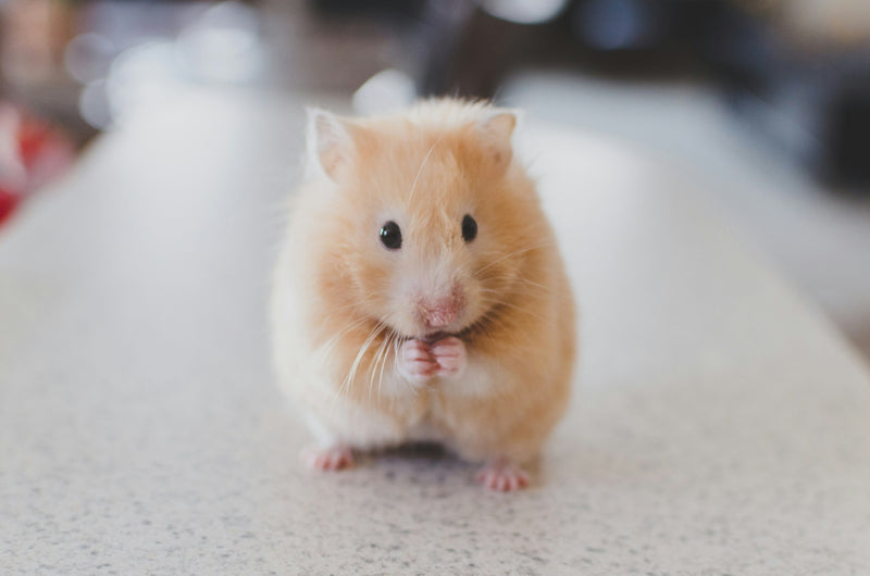 Syrische hamster (goudhamster)