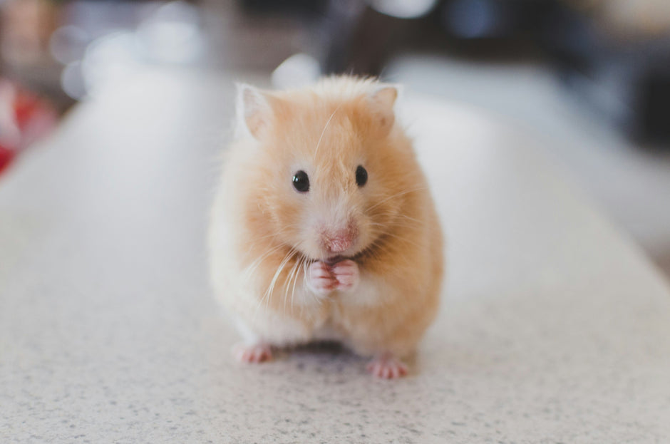 Syrische hamster (goudhamster)
