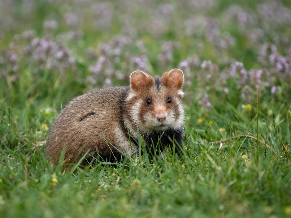 Europese hamster (Korenwolf)