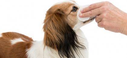 Vets Best Clean Eye Round Pads 100 ST