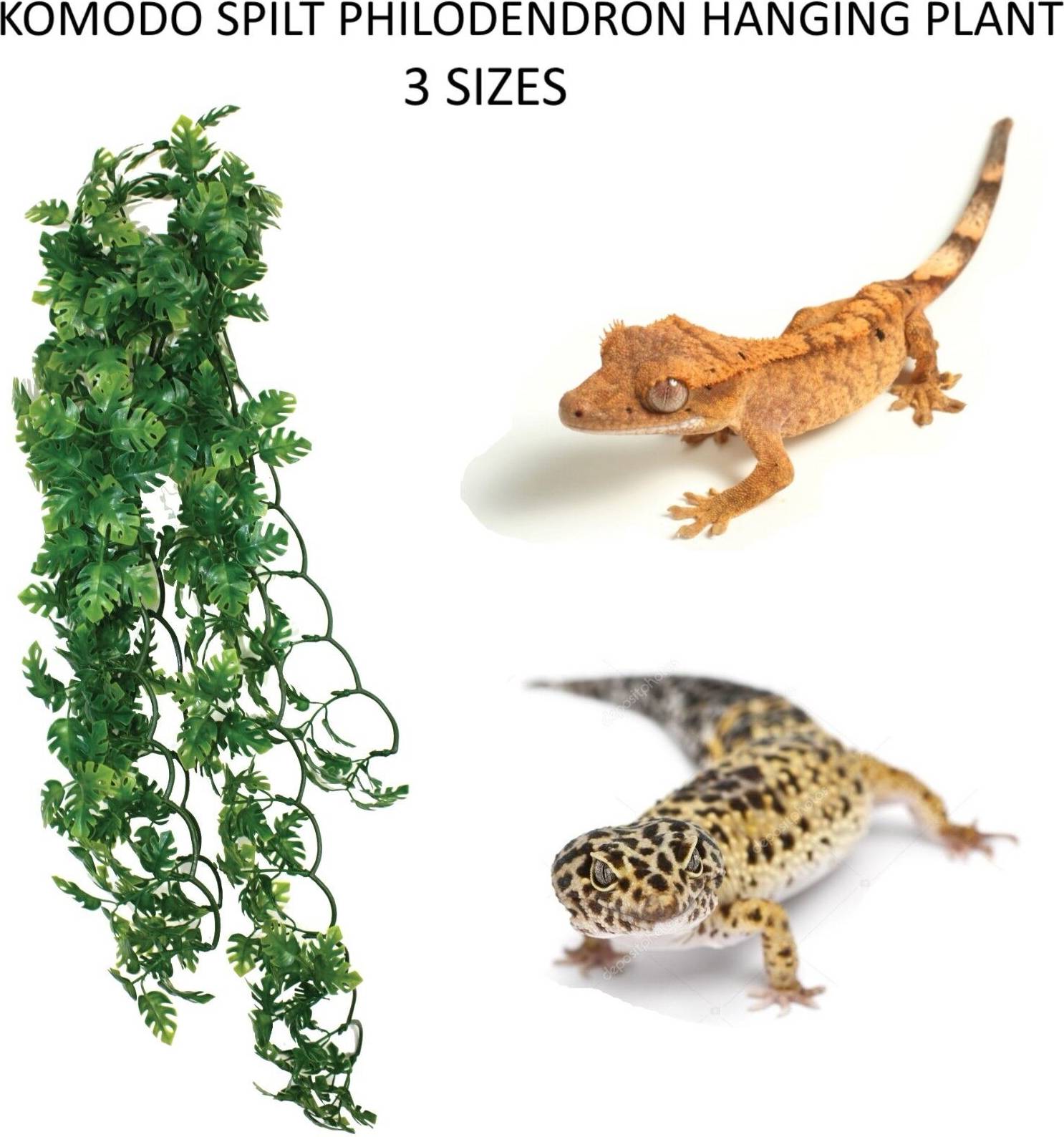 Komodo Plant Split Philodendron 30 CM