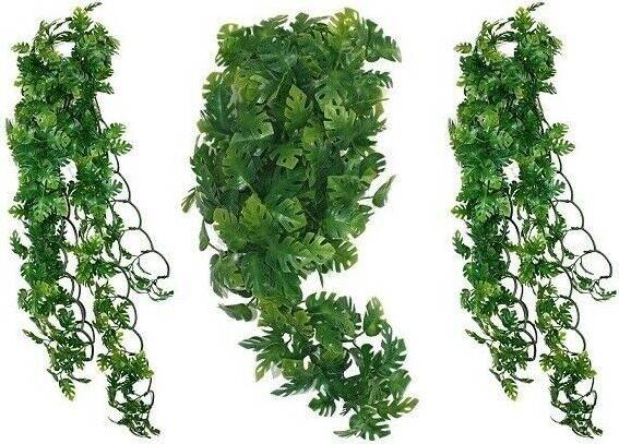 Komodo Plant Split Philodendron 30 CM