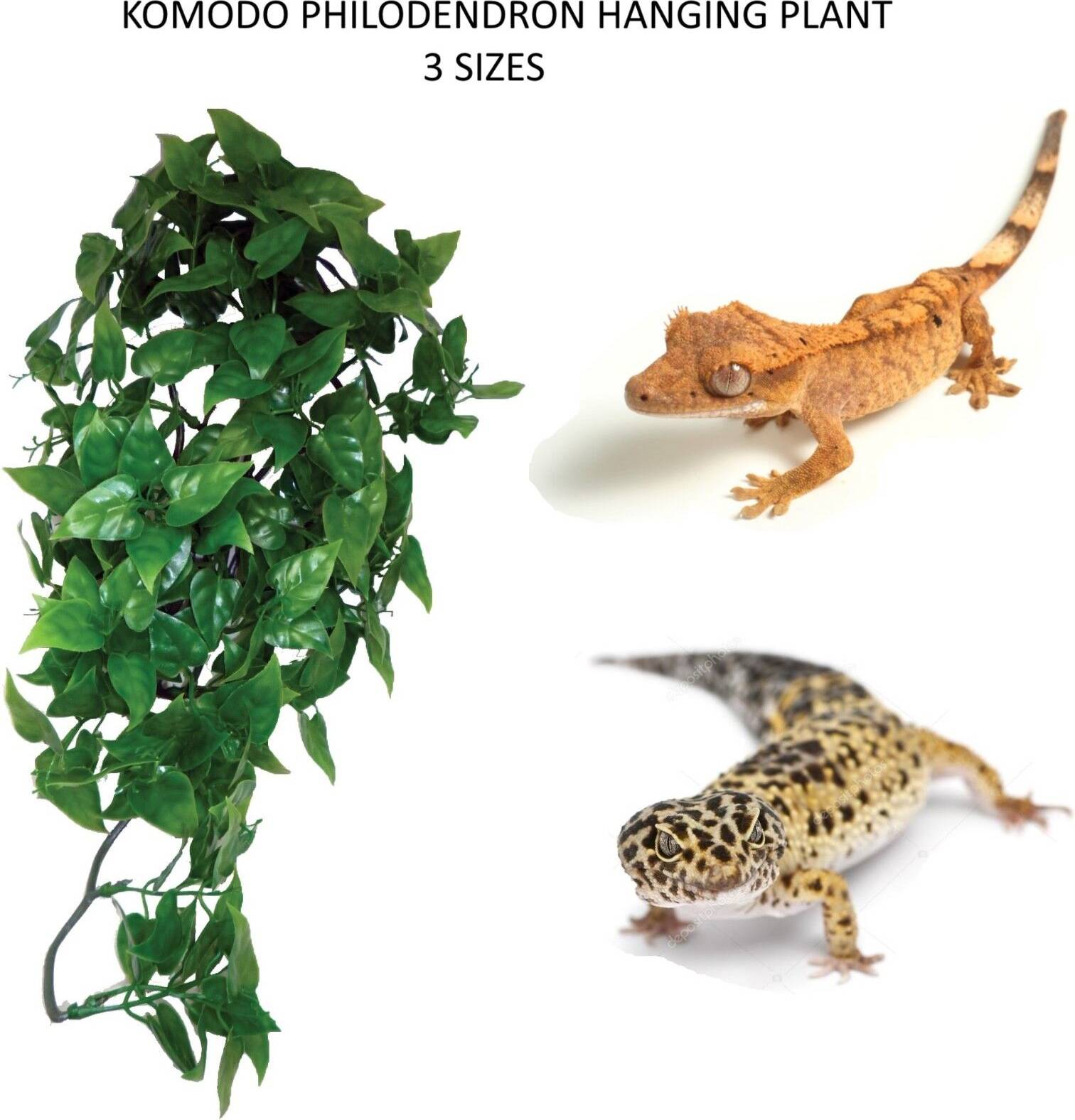 Komodo Philodendron Plant 30 CM