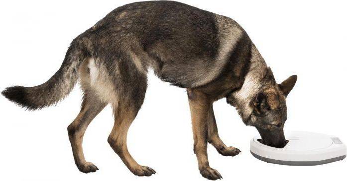 Trixie Tx4+1 Automatische Voerdispenser 36X33X5 CM 5X240 ML