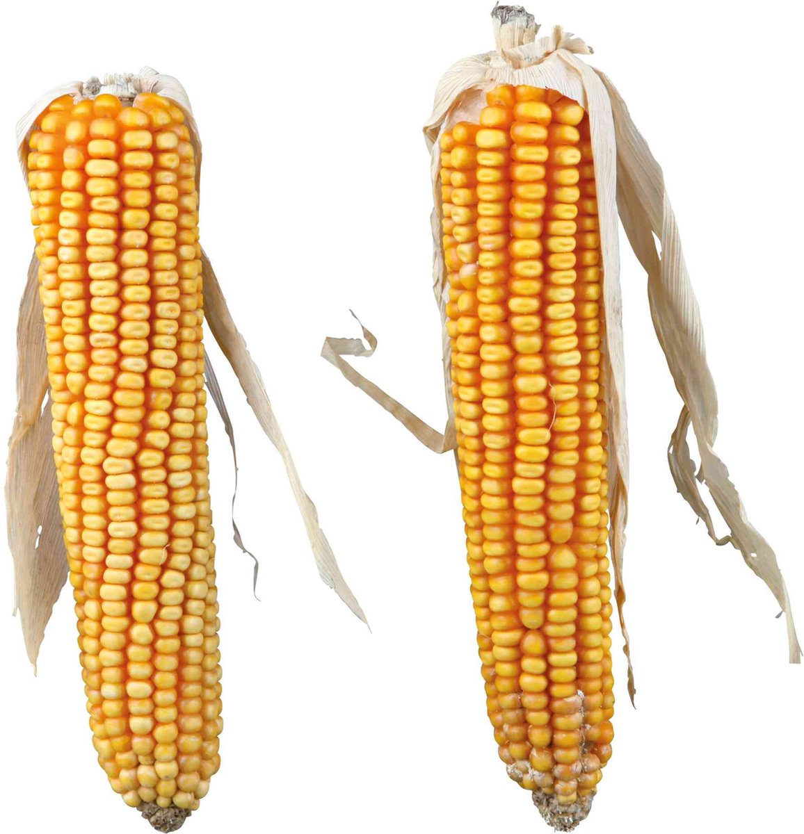 Trixie Maiskolven Met Blad 2 ST
