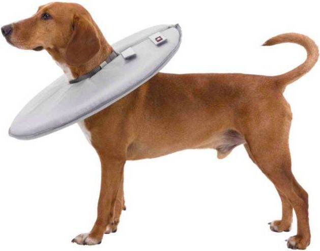 Trixie Beschermkraag Schuimrubber Grijs XS 23-27X13 CM