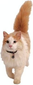 Petsafe Halsbandsleutel / Magneet 480