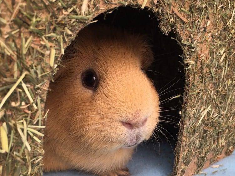 Rosewood Naturals Knaaghut Hooi / Wortel 20X27X18 CM