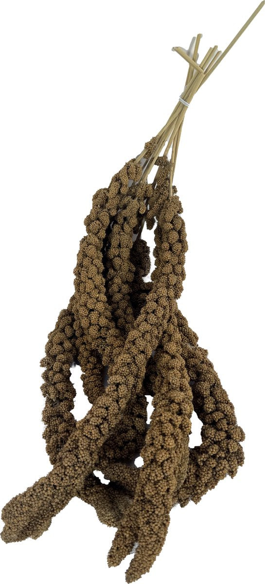 De Vries Trosgierst 3 KG